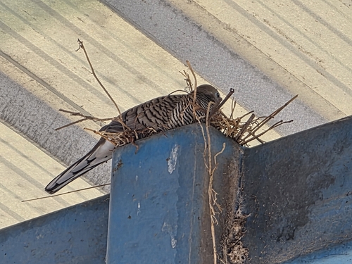 Zebra Dove
