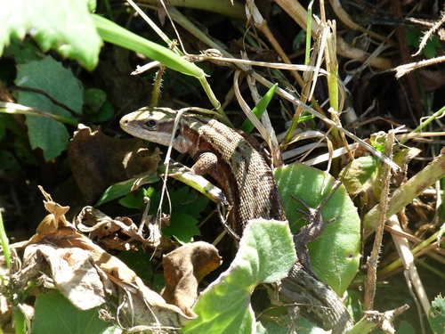 Viviparous Lizard