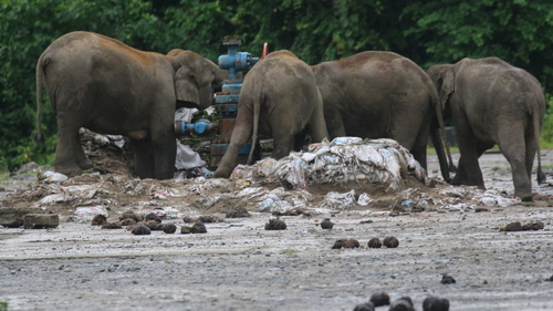 Mainland Asian Elephant