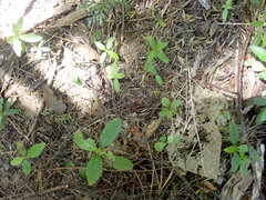 Phyllocladus trichomanoides