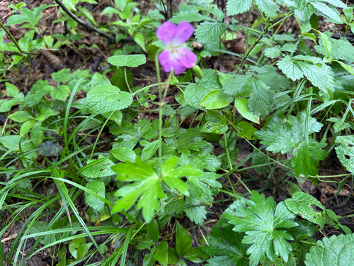 Geranium koreanum