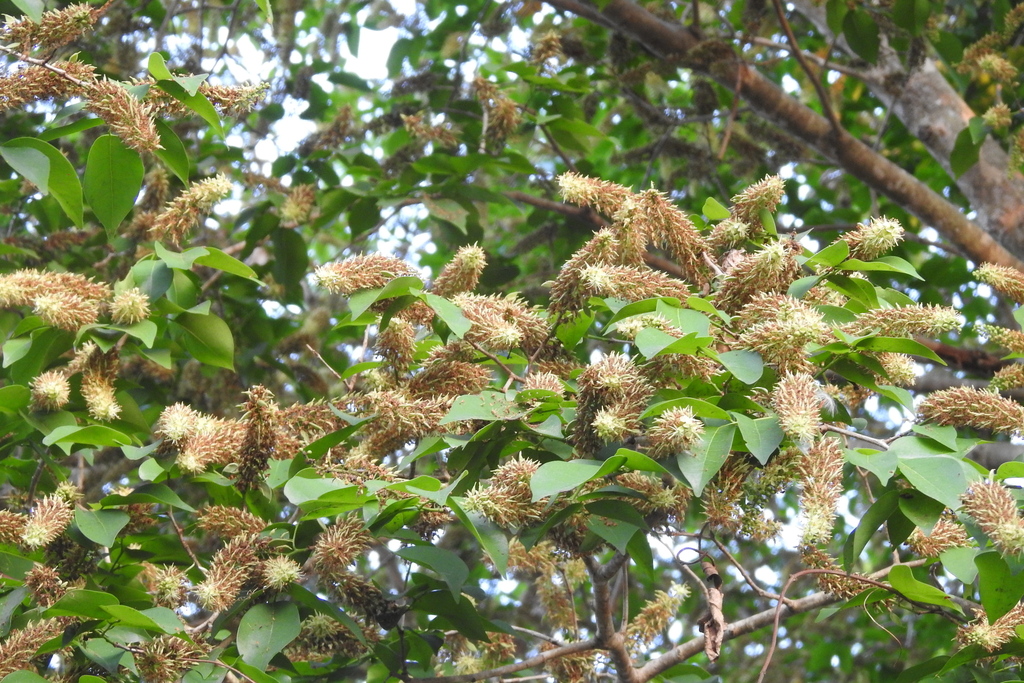 Crudia zeylanica