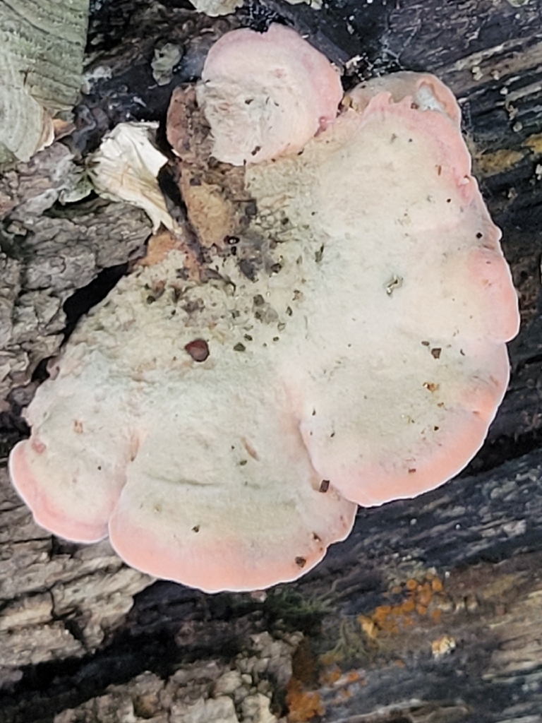Coral-pink Merulius · September 2026 · photo: Photo: no rights reserved · iNaturalist