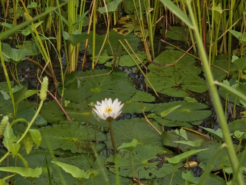 Hairy water-lily