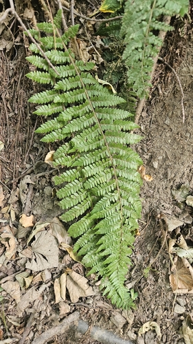 Polystichum braunii, photograph 4