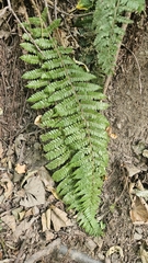 Polystichum braunii, photograph author not stated, no rights reserved