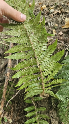 Polystichum braunii, photograph 5