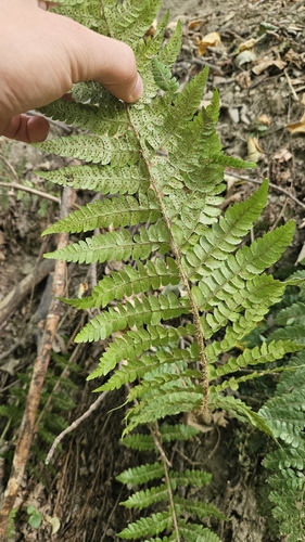 Polystichum braunii, photograph 6