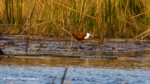 iNaturalist image