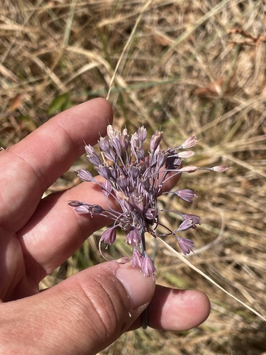 Allium carinatum