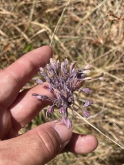 Allium carinatum