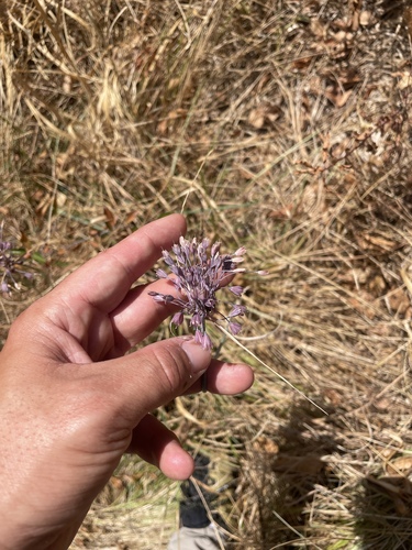 Allium carinatum, photograph 2