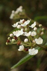 Viburnum erosum