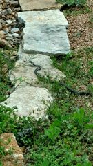 Masticophis taeniatus girardi