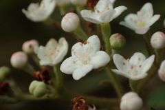 Viburnum erosum