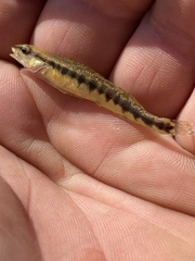 Percina nigrofasciata