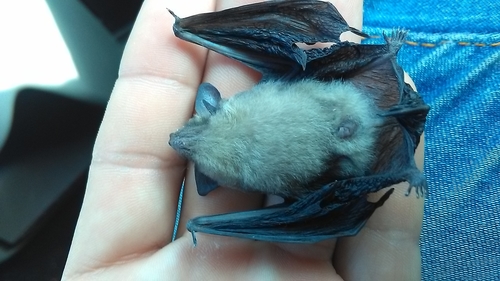 Yucatán Yellow Bat (Rhogeessa aenea)
