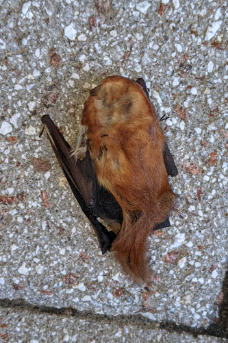Eastern Red Bat observed by kristofz