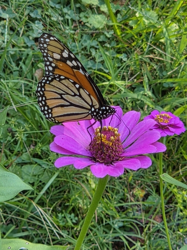 Monarch