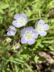 Phacelia dubia