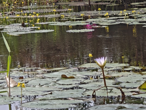Day Waterlily