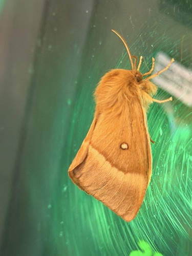 Oak Eggar