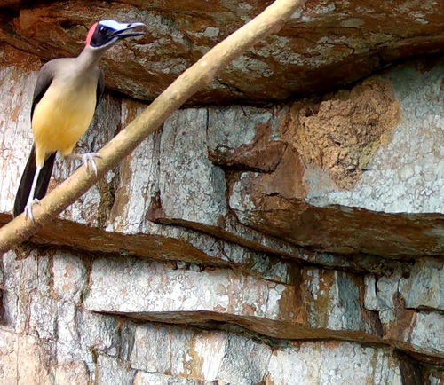 Grey-necked Rockfowl