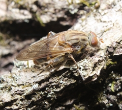 Brachyopa vacua