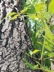 Sceloporus occidentalis