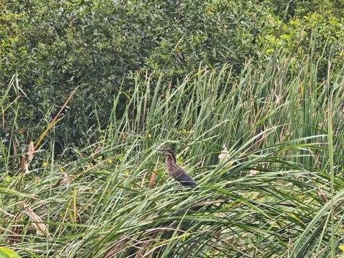 Black Bittern