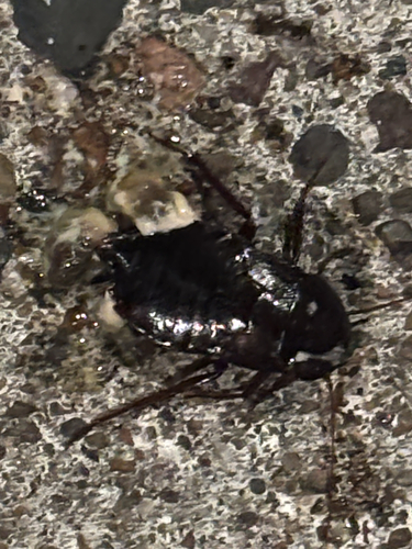 Oriental Cockroach
