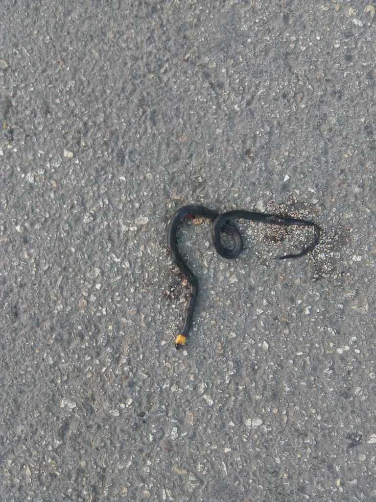 Blackbelly Centipede Snake