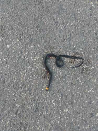 Blackbelly Centipede Snake, Tantilla moesta