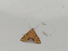 Eoophyla conjunctalis