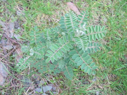 Erophaca baetica, photograph 6