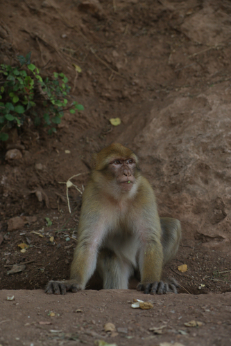 Barbary Macaque