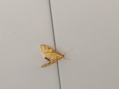 Eoophyla conjunctalis