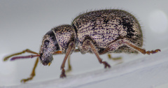 Thricolepis inornata