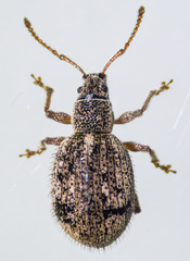 Thricolepis inornata