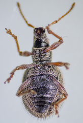 Thricolepis inornata
