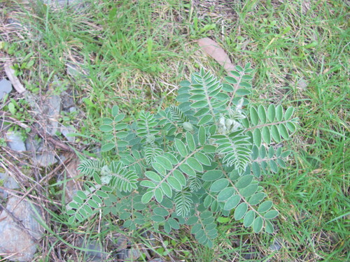 Erophaca baetica, photograph 5