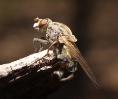 Brachyopa vacua