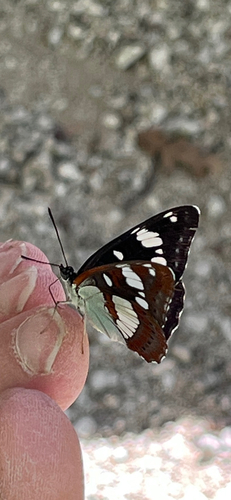 Southern White Admiral