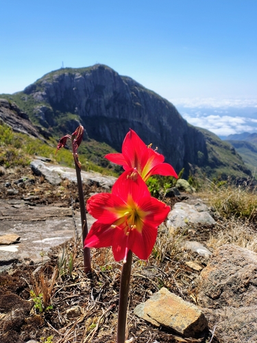 Hippeastrum glaucescens