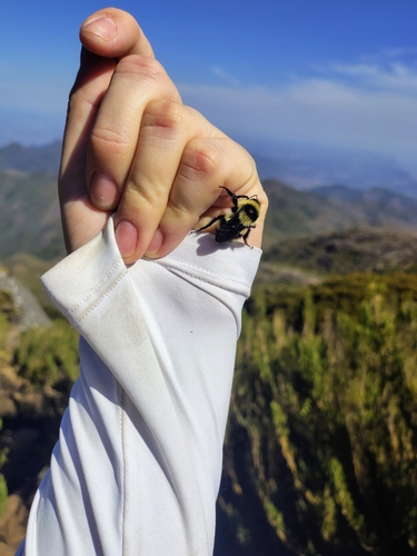 Brazilian Bumble Bee