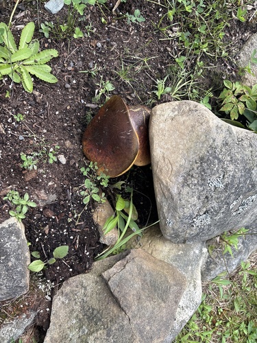 boletes and allies