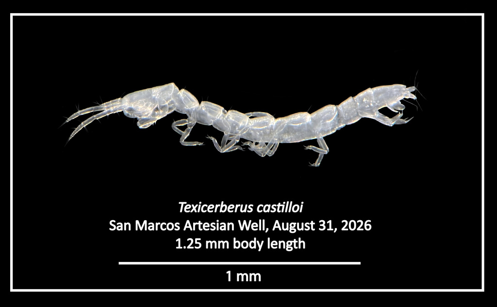 Texicerberus