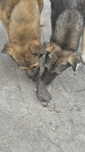 Domestic Dog observed by z_kia_r