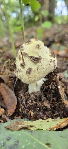 False Death-cap