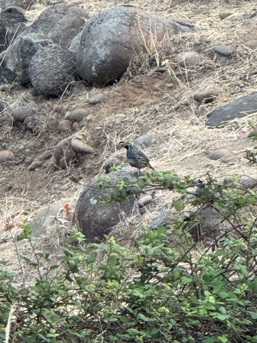 California Quail observed by rileyheidt